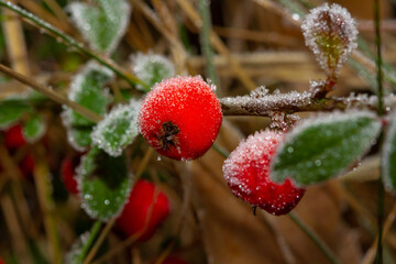 Red holly berries Ilex aquifolium covered with hoar frost, 