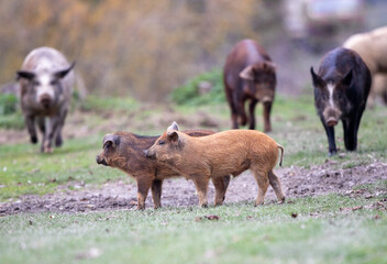 Mangalitsa pigs and piglets walking on meadow
