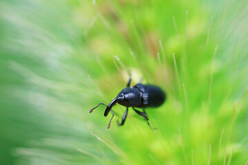 Weevil on green leaves, North China Plain