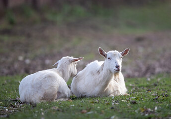 Saanen goats resting on meadow