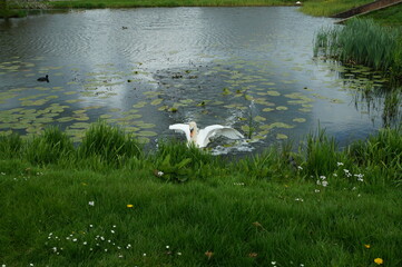 Landing swan and a water lilies, Leiderdorp, Netherlands, April 2017