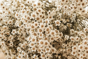 Flat lay, top view. Floral pattern with small chamomile daisy flowers. Spring or summer concept. A background with flowers.