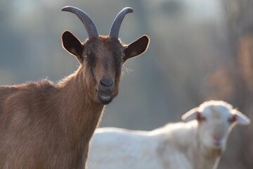 Alpine and saanen goat portrait