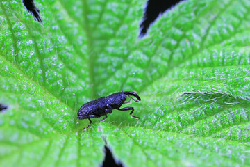 Weevil on green leaves, North China Plain