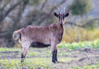 Alpine goat standing on meadow in forest