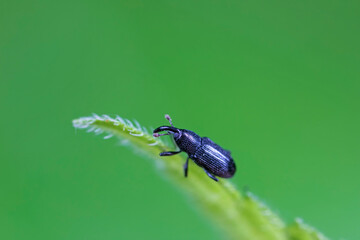 Weevil on green leaves, North China Plain