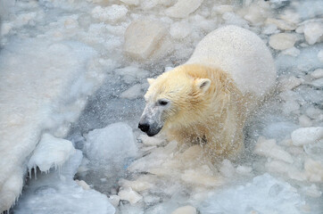 polar bear in the snow