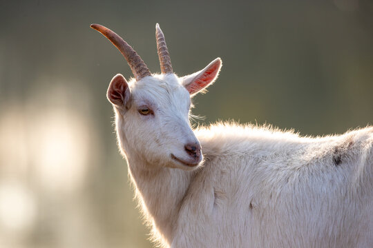 White saanen goat outdoor