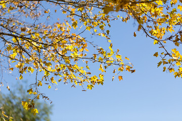 Wallpaper, background, yellow autumn leaves on the tree and on the grass