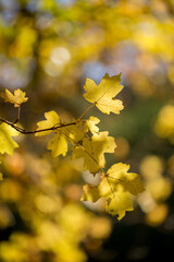 Wallpaper, background, yellow autumn leaves on the tree and on the grass