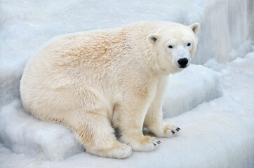 Obraz na płótnie Canvas polar bear in the snow