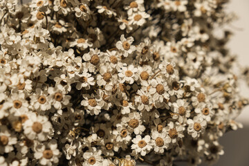 Flat lay, top view. Floral pattern with small chamomile daisy flowers. Spring or summer concept. A background with flowers.