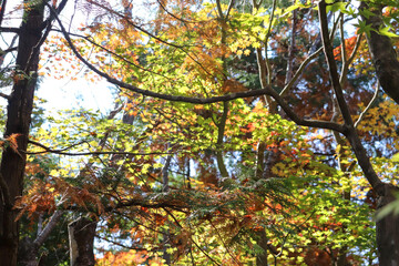 紅葉 もみじ グリーン 赤い 和風 日本