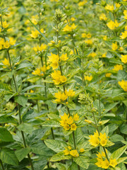 Lysimachia punctata | Dotted loosestrife or yellow loosestrife, flowering plant with yellow petals in axils of ovate leaves, both hairy, on high stems 