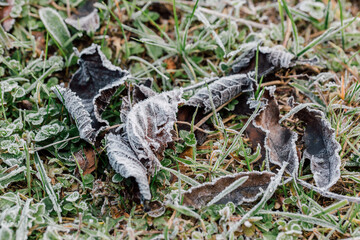 Wallpaper autumn leaves covered with frost