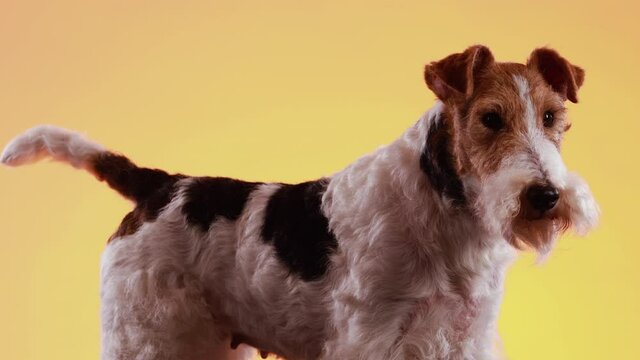 Fox Terrier stands sideways in the studio on a yellow orange gradient background. The dog looks at the camera unblinking and wags its tail. Close up.