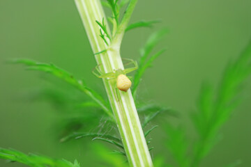 Spiders on wild plants, North China
