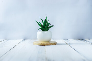 plant in a vase on the white table