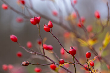 Ripe red rose hips (Rosa canina) on the bush in nature in autumn. rose hip on bush close-up. Red rose hips of dog rose.