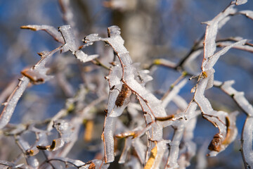 Ausgefallene Eisblumen auf schneebedeckten Zweigen, Frost auf gekringelten Ästen, frosty winter wonderland