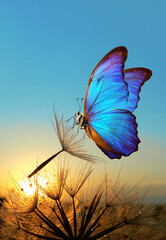 Natural pastel background. Morpho butterfly and dandelion. Seeds of a dandelion flower in drops of water on a background of sunrise.  - obrazy, fototapety, plakaty