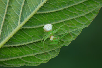 Spiders on wild plants, North China