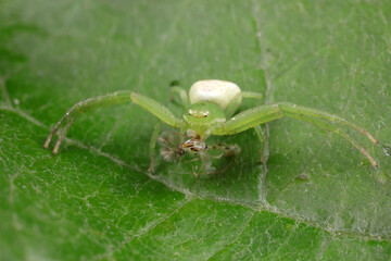 Spiders on wild plants, North China