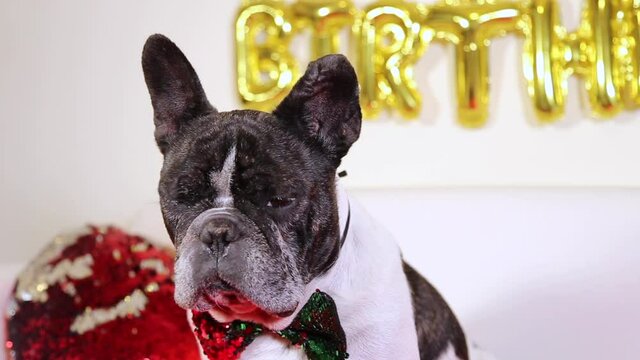Isolated image of french bulldog looking at camera on his birthday