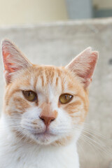 こちらをじっと見つめる可愛い茶トラ模様の猫