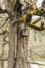 wooden birdhouse on an old tree