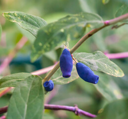 Berry honeysuckle on a branch after the rain