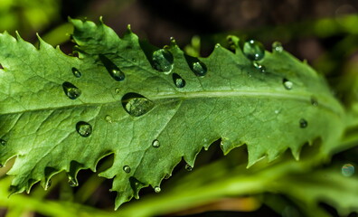 Water drops after rain on the leaves of plants