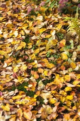Fallen leaves fall on the ground in the garde