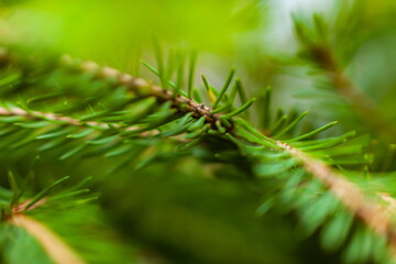 Young green tree shoots (Background, banner, Wallpaper, texture)