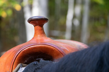 saddle horn of a saddle