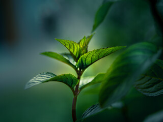 Beautiful closeup of peppermint leaves in the garden. NAtural, fresh, cooling herbal tea, vegan, organic ingredient.