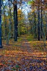 Footpath in beautiful colorful autumn forest