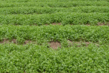 Traditional coriander soil cultivation