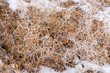Rime on the branches of plants. Frost texture. Close-up. Plants in winter frost. Snow on the ground. Winter. White snowflakes on the branches. Snowflakes texture. Steppe thorns in winter