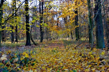 Yellow autumn leaves on the floor in forest