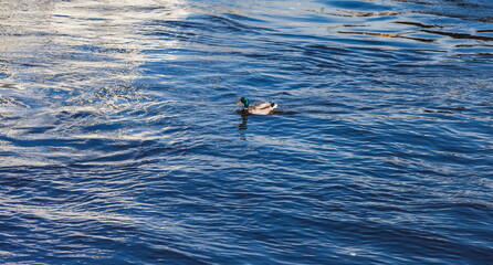 Obraz premium Bird duck (Drake) on the blue water in the city Park in the summer