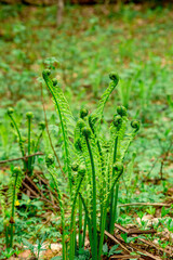 Young spring stems fern