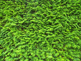 秋のコニファーの生垣