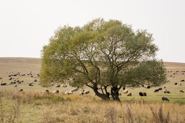 Big flock of sheep. Sheep eat grass. Agriculture.
