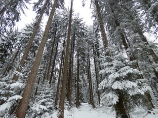 Fototapeta premium Black Forest