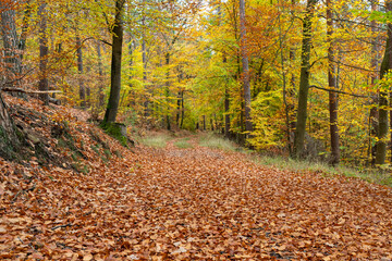 Obraz premium Laubwald im Herbst