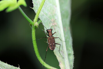 Spotted tiger beetles inhabit wild plants in North China