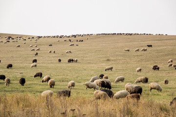 Fototapeta premium Many animals sheep grazing in the field. Farm with sheep. New breed of sheep.