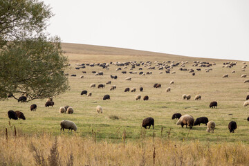 Fototapeta na wymiar Big flock of sheep. Sheep eat grass. Agriculture.