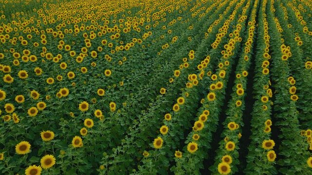 Drone flight over a field of sunflowers at sunset